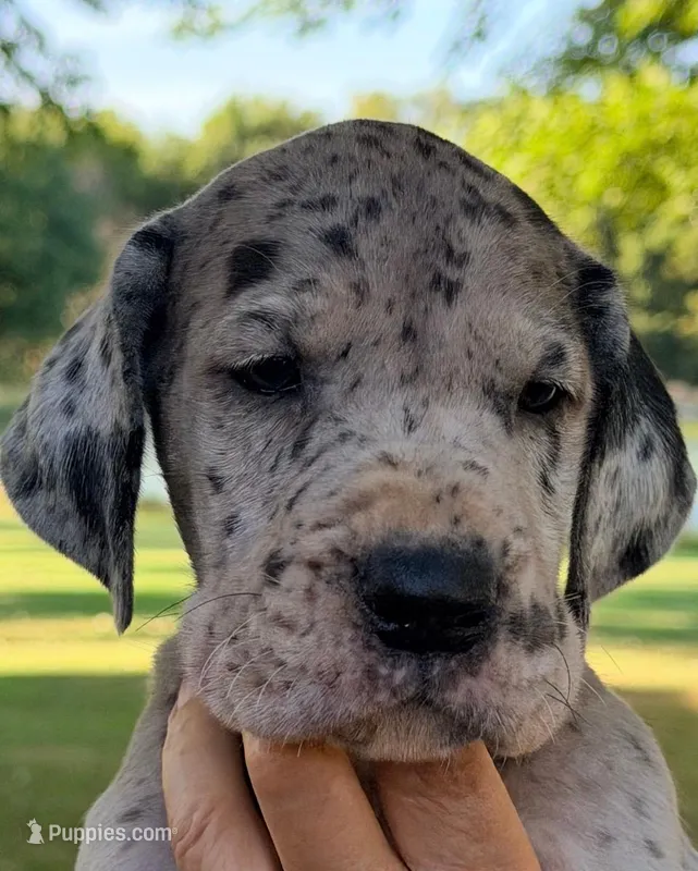 Valerie - Black Merle – Great Dane puppy for sale in Albion, IL