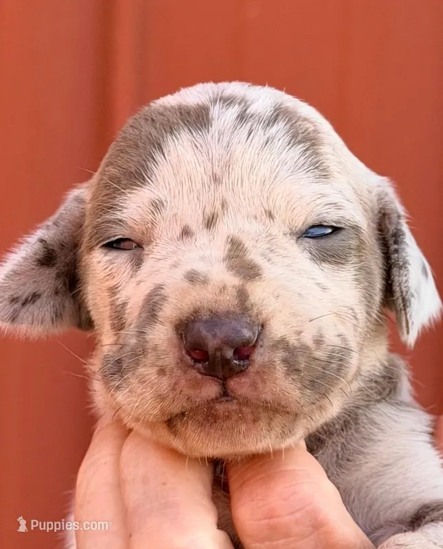 Farah - Lilac Merle – Great Dane puppy for sale in Albion, IL