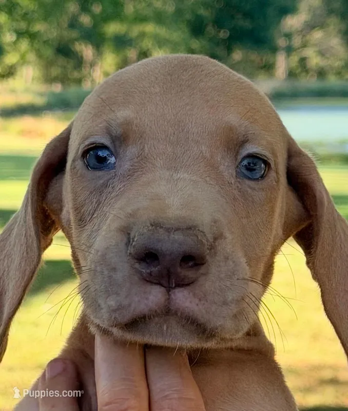Tom - Chocolate Fawn – Great Dane puppy for sale in Albion, IL