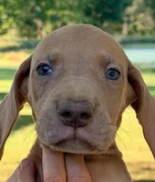 Tom - Chocolate Fawn, a male Great Dane for sale in Albion, IL – 3 of 4
