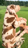 Marcus - Chocolate Harlequin, a male Great Dane for sale in Albion, IL – 2 of 4