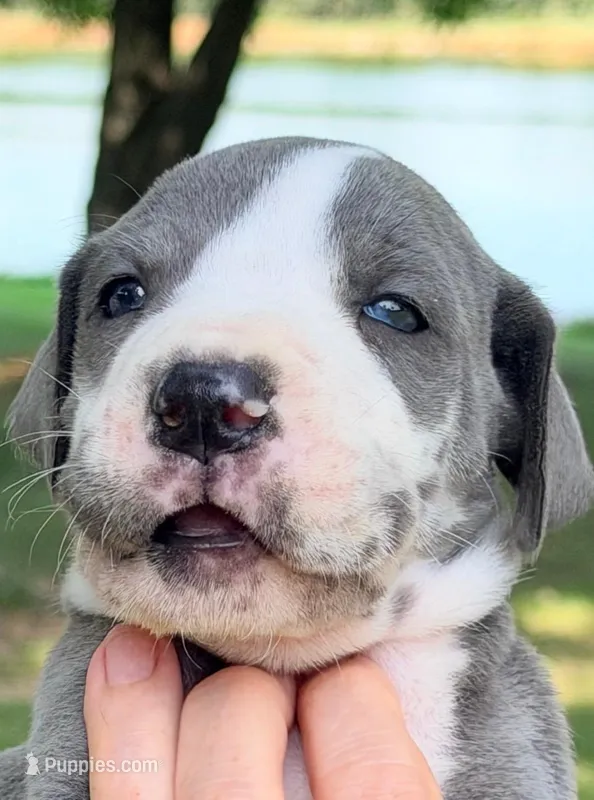 Sonny - Blue Mantle – Great Dane puppy for sale in Albion, IL