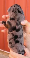 Frank - Black Merle, a male Great Dane for sale in Albion, IL – 2 of 2