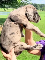 Nancy - Black Merle, a female Great Dane for sale in Albion, IL – 3 of 4