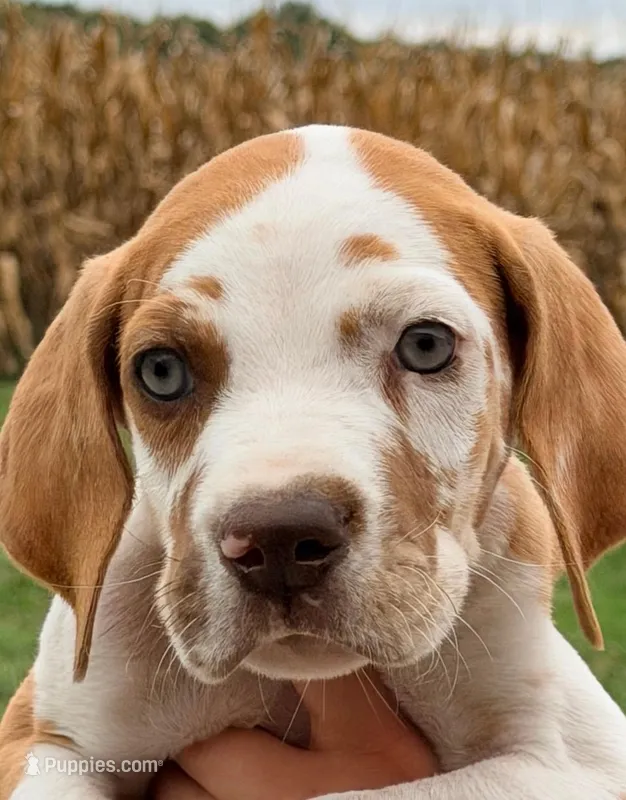Troy - Fawn Harlequin – Great Dane puppy for sale in Albion, IL