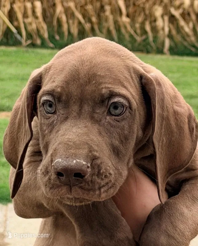 Tim - Chocolate – Great Dane puppy for sale in Albion, IL