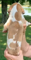 Ted - Fawn Harlequin, a male Great Dane for sale in Albion, IL – 2 of 5