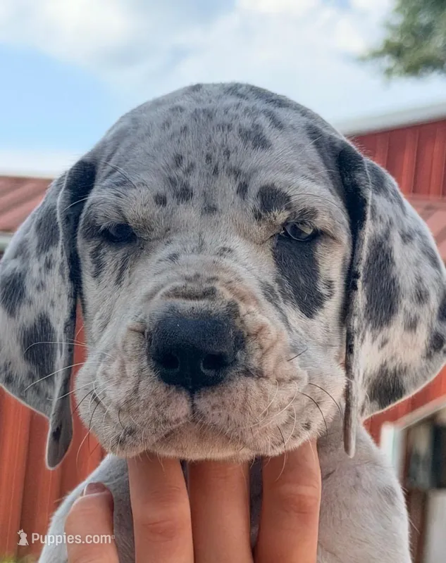 Norma - Blue Merle – Great Dane puppy for sale in Albion, IL