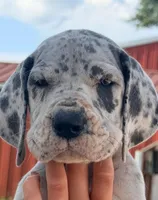 Norma - Blue Merle, a female Great Dane for sale in Albion, IL – 1 of 4