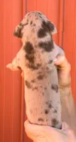 Fabian - Chocolate Merle, a male Great Dane for sale in Albion, IL – 2 of 2