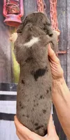 Laura - Black Mantle Merle, a female Great Dane for sale in Albion, IL – 3 of 4