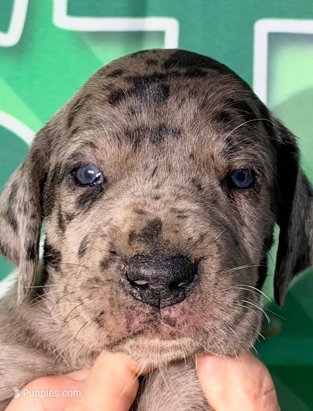 Jasper - Black Merle, a male Great Dane for sale in Albion, IL – Photo 1 of 2