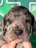 Jasper - Black Merle, a male Great Dane for sale in Albion, IL – Photo 1 of 2