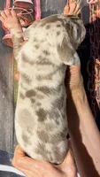 Kim - Lilac Harlequin, a female Great Dane for sale in Albion, IL – 4 of 5