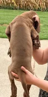 Tyler - Chocolate, a male Great Dane for sale in Albion, IL – 2 of 4