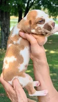 Troy - Fawn Harlequin, a male Great Dane for sale in Albion, IL – 3 of 5
