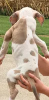 Samson - Fawn Harlequin, a male Great Dane for sale in Albion, IL – 2 of 7