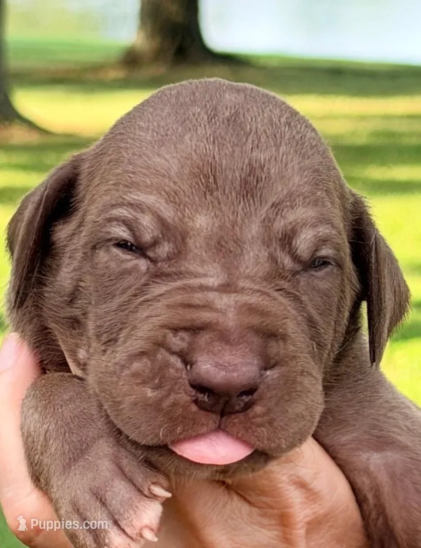 Mason - Chocolate – Great Dane puppy for sale in Albion, IL