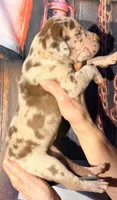 Karen - Chocolate Merle, a female Great Dane for sale in Albion, IL – 3 of 5
