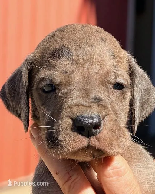 William - Chocolate Merle – Great Dane puppy for sale in Albion, IL