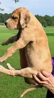 Paige - Lilac Merle, a female Great Dane for sale in Albion, IL – 3 of 4