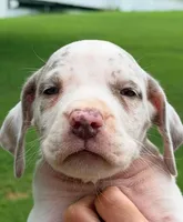 Miles - Lilac Harlequin, a male Great Dane for sale in Albion, IL – 1 of 5