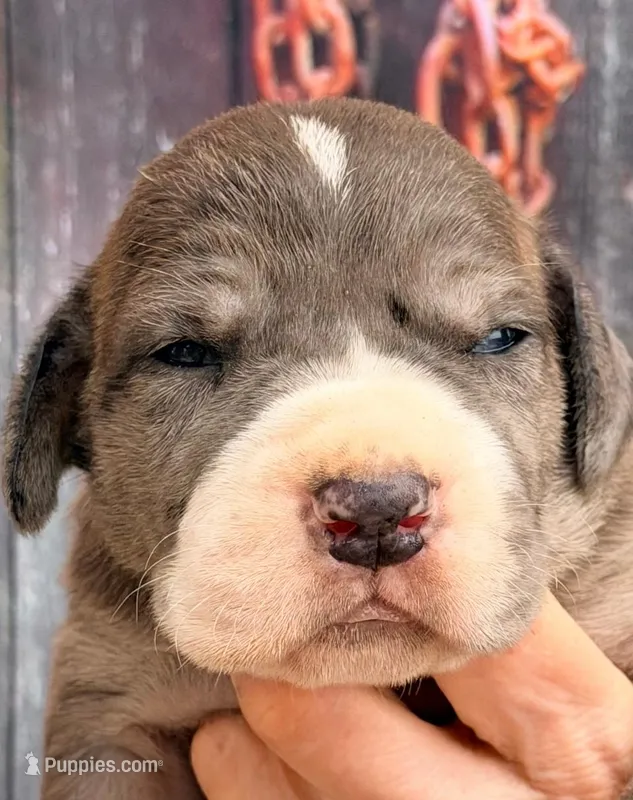 Lynda - Black Mantle Merle – Great Dane puppy for sale in Albion, IL