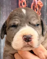 Lynda - Black Mantle Merle, a female Great Dane for sale in Albion, IL – 1 of 4