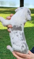 Miles - Lilac Harlequin, a male Great Dane for sale in Albion, IL – 3 of 4