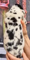 Luke - Black Harlequin, a male Great Dane for sale in Albion, IL – 3 of 4