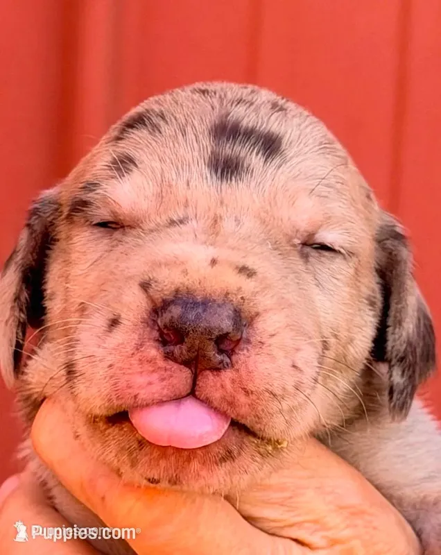 Fabian - Chocolate Merle – Great Dane puppy for sale in Albion, IL