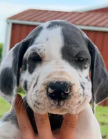 Niko - Blue Harlequin, a female Great Dane for sale in Albion, IL – 1 of 4