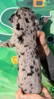 Jonah - Black Merle, a male Great Dane for sale in Albion, IL – Photo 2 of 2