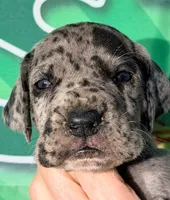 Jonah - Black Merle, a male Great Dane for sale in Albion, IL – Photo 1 of 2