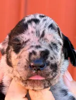 Flint - Black Merle, a male Great Dane for sale in Albion, IL – 1 of 2