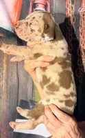 Karen - Chocolate Merle, a female Great Dane for sale in Albion, IL – 5 of 5