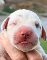 Quinton - Blue Harlequin, a male Great Dane for sale in Albion, IL – 1 of 2
