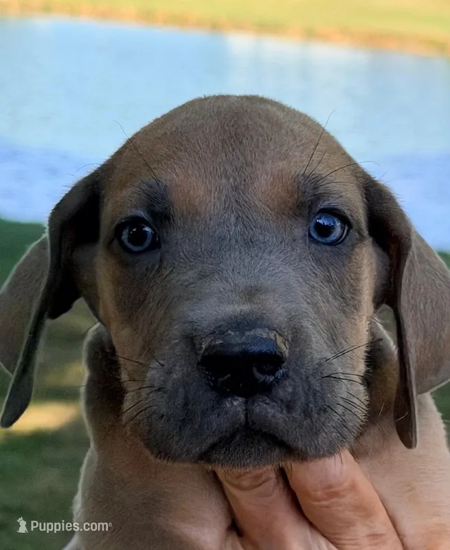 Scott - Blue Fawn – Great Dane puppy for sale in Albion, IL