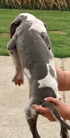 Shane - Blue Harlequin, a male Great Dane for sale in Albion, IL – 2 of 7