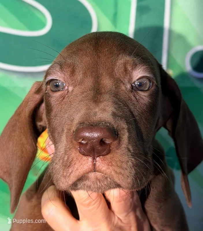 Grace - Chocolate – Great Dane puppy for sale in Albion, IL