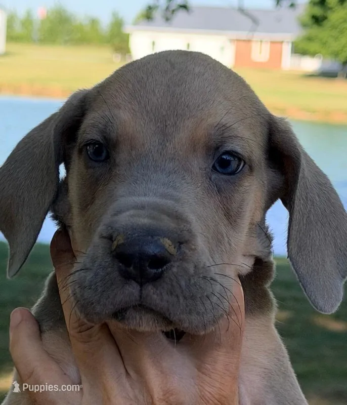 Steve - Blue Fawn – Great Dane puppy for sale in Albion, IL