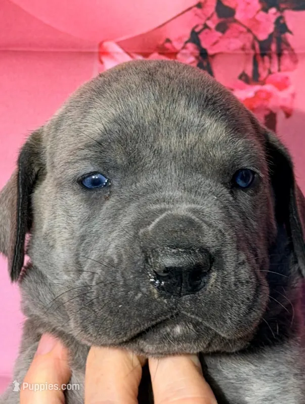 Flynn - Blue Brindle