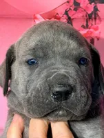 Flynn - Blue Brindle, a male Great Dane for sale in Albion, IL – Photo 1 of 2