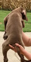 Tim - Chocolate, a male Great Dane for sale in Albion, IL – 2 of 2