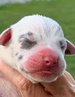 Quinn - Blue Harlequin, a male Great Dane for sale in Albion, IL – 1 of 2