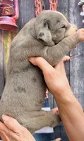 Levi - Blue Mantle Merle, a male Great Dane for sale in Albion, IL – 2 of 4
