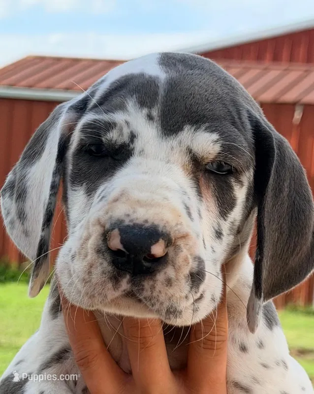 Nina - Blue Harlequin – Great Dane puppy for sale in Albion, IL