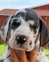 Nina - Blue Harlequin, a female Great Dane for sale in Albion, IL – 1 of 1