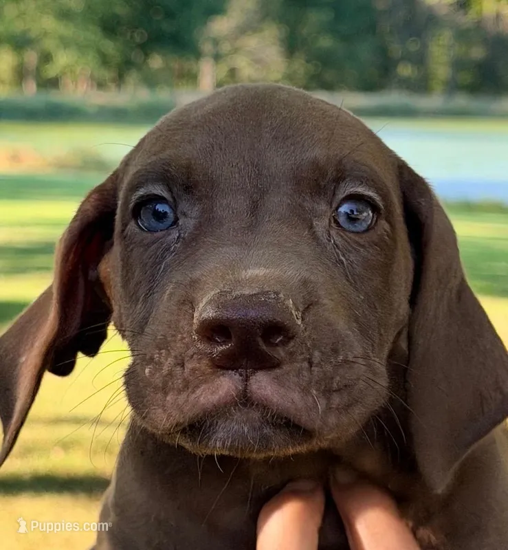 Tim - Chocolate – Great Dane puppy for sale in Albion, IL