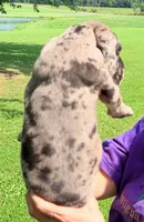 Nancy - Black Merle, a female Great Dane for sale in Albion, IL – 4 of 4